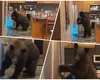 Un urs este suspectat că a spart mai multe case din Japonia. Animalul intră în case, golește frigiderele și revine la aceleași adrese