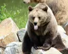 Încă un urs împușcat în Brașov. Animalul sălbatic fusese alungat în repetate rânduri din zona unui hotel