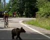Imagini incredibile. Un urs le-a tăiat calea cicliştilor în Turul Sibiului VIDEO