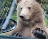 Amenzi uriașe pentru turiștii care hrănesc urșii pe Transfăgărășan. Sumele au depășit 100.000 de lei