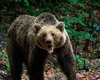 Ursoaica eutanasiată în Poiana Brașov. Este al 11-lea urs omorât de autoritățile din Brașov de la începutul anului 2026