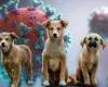 Alertă veterinară la granița României. A fost confirmat primul focar de RFAV, un virus transmis până acum doar la animalele sălbatice