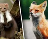 Sibiul a fost năpădit de vulpi și jderi. Primăria angajează o firmă care să scape orașul de animalele sălbatice
