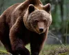Alertele pentru urşi rivalizează cu cele de vreme rea. Şase turişti au fost încojuraţi de 6 animale flămânde, intervenţie salutară a jandarmilor la Harghita