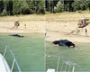 Autoturism scufundat în Lacul Bicaz, după ce proprietarul a vrut să îl spele „ecologic” și gratis. Val de comentarii ironice: „BMW-urile numai acolo se spală, este specificat în cartea tehnică!”