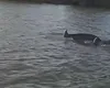 VIDEO Delfinii fac spectacol în delta Dunării. De ce au migrat din Marea Neagră
