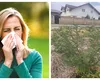 A început sezonul ambroziei. Ce simptome trebuie să ne trimită la alergolog
