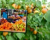 România, în topul producătorilor de fructe din UE. Ce fruct ne aduce în prim-plan și cât plătesc românii pentru un kilogram. Producția s-a dublat față de anul trecut