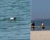 Alertă în zona Loft din Mamaia! O dronă a fost găsită în apă, iar autoritățile au intervenit de urgență