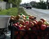 Sancțiuni aplicate celor care vând legume și fructe pe marginea drumului. Unde au făcut polițiștii controale