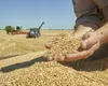România, producție uriașă de grâu în 2026. Ce arată datele