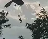 Militari răniți în timpul unui exercițiu de paraşutare la Târgu Mureș. Unul dintre ei a rămas agăţat în firele de înaltă tensiune VIDEO