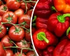 Cum păstrezi roșiile și ardeii proaspeți mai mult timp. Trucurile simple care previn risipa alimentară