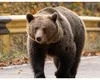 Sfârșit tragic pentru o tânără de 29 de ani care tocmai se logodise. A fost ucisă urs chiar sub privirile îngrozite ale logodnicului său