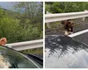 Românii inconştienţi hrănesc urşii în ciuda amenzilor uriaşe: „Haida, mănâncă. Aşa, băiatul!” VIDEO