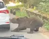 Imagini șocante pe Transfăgărășan! Urs filmat cum trage de caroseria unei mașini până rupe bara din spate. Val de reacții: „Ăsta este prețul cu care plătește pentru o poză” VIDEO