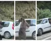 Mașină vandalizată de urs pe Transfăgărășan. Scene șocante surprinse de un turist