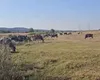 Islazul din Mihăești, județul Argeș, a încăput pe mâna șmecherilor. Fermierii nu au nicio șansă să-și ducă animalele pe pășune