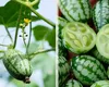 „Victor”, noua legumă vedetă cu aspect de pepene în miniatură de la Buzău