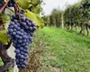 Vinul românesc, pe harta investițiilor europene. Peste 11 milioane de euro sunt puse la dispoziția sectorului vitivinicol din România