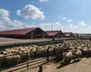 Nereguli grave la ANSVSA: Bilanțuri false și despăgubiri fictive pentru porci, descoperite de Curtea de Conturi