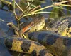 Descoperire neobișnuită pe malul Dunării. A fost găsit un șarpe anaconda uriaș: ”Era mai lung decât șerpii pe care îi avem aici”
