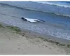 Dronă găsită joi pe o plajă din Corbu. Turiștii care se plimbau în zonă au alertat autoritățile