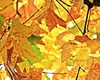 Prognoza meteo. Cum va fi vremea în aceată toamnă, ce ne așteaptă în weekend. Anunțul de ultimă oră făcut de directorul ANM