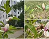 Fenomen ciudat în Oradea: mai multe magnolii au înflorit la finalul lunii august. Explicațiile biologilor: „Confuzie hormonală cauzată de climă”