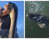 Captură impresionantă în Delta Dunării. Un pescar a prins un somn de 80 de kilograme: ”Un monstru în adevăratul sens al cuvântului”