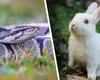 Oameni traumatizați după o vizită la Zoo Sibiu. Un piton a fost hrănit cu un iepure viu chiar sub pivirile vizitatorilor