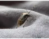 Cum poți scăpa de ploșnițele urât mirositoare care încearcă să își găsească adăpost în case la începutul toamnei