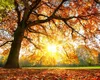 Prognoza meteo. Vreme de vară târzie în toată România