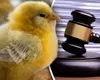 Poliția i-a confiscat unui bărbat 437 de pui, în timpul pandemiei COVID. Fermierul și-a cerut păsările înapoi, iar magistrații i-au dat câștig de cauză