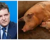 După legea țuicii, și cea a purceilor se întoarce în parlament, pentru reexaminare. Ce a cerut Nicușor Dan