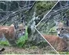 Imagini rare cu un râs surprins în Suceava. Felina a fost filmată în timp ce stătea la pândă