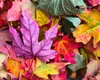 Prognoza meteo. Ce se întâmplă cu vremea începând cu data de 11 septembrie, informații de ultimă oră de la meteorologii Accuweather