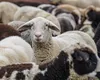 Se dau bani pentru crescătorii de ovine. Fermierii ar putea primi de la stat până la 50.000 de euro
