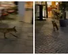 O vulpe a creat haos în Centrul Vechi al Capitalei. Animalul sălbatic a alergat dezorientat printre mesele teraselor și printre turiști