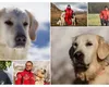 A murit Yukan’na, Donna Alba a Câinilor Salvamont România. Se pensionase anul trecut, după 11 ani de misiuni pe munte