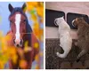 Victor Ciutacu a adoptat un mânz: „Animalele nu m-au vândut niciodată”