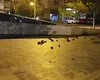 Invazie de şobolani în Bucureşti: ”Cine zice că Bucureştiul nu are viaţă de noapte?”