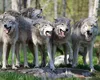 O localitate din Buzău, invadată de lupi. Fiarele intră în curți și le omoară animalele: ”Mi-au luat vreo patru căini. Se repede în oi, în capre”