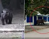 Ursul cu cinci picioare a pus pe jar jandarmii, poliţiştii şi SMURD-ul din Câmpina. Poza generată cu AI a declanșat și mesaj RO-Alert