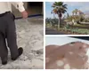 Vacanță de coșmar pentru un turist cazat la un hotel all-inclusive din Tenerife: ”Gândacii mișunau peste tot, am găsit chiar și în mâncare”