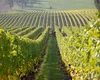 Francezii renunță la vița de vie în favoarea arborilor de fistic: „Nu avem de ales decât să ne reinventăm”