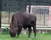 Zimbru de peste 800 de kilograme, ucis de braconieri la Bistriţa. Fusese recolat din Suceava VIDEO
