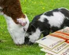 Vești uriașe pentru crescătorii de animale! APIA oferă soluția salvatoare