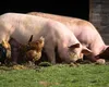 Românii care cresc porci și păsări vor fi sprijiniți de Guvern. Statul a pregătit ajutoare de peste 129 de milioane de lei