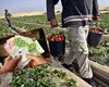 Vești bune pentru cultivatorii de căpșune! UDMR a aprobat un sprijin financiar de 10.000 lei/hectar. Ce prevede proiectul de lege